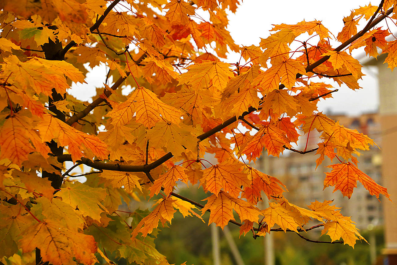 Осень в городе