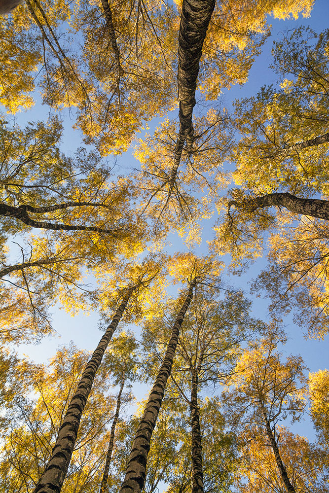 Осень в парке.
