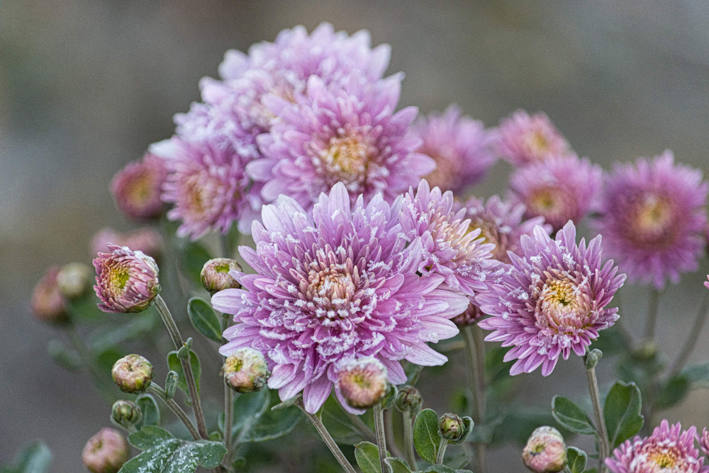 Люблю цветов осенних грусть...