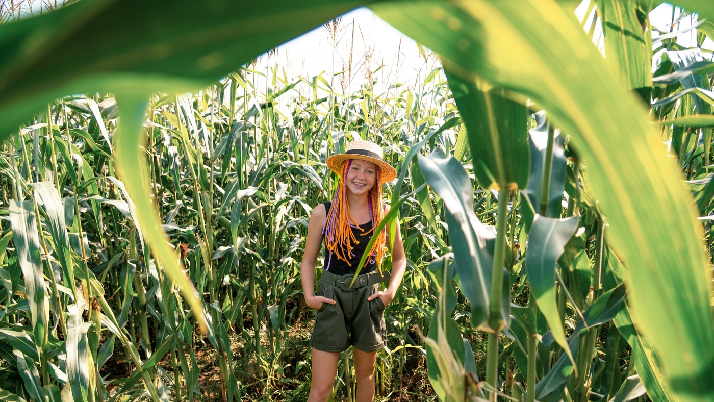 Вся кукуруза собрана