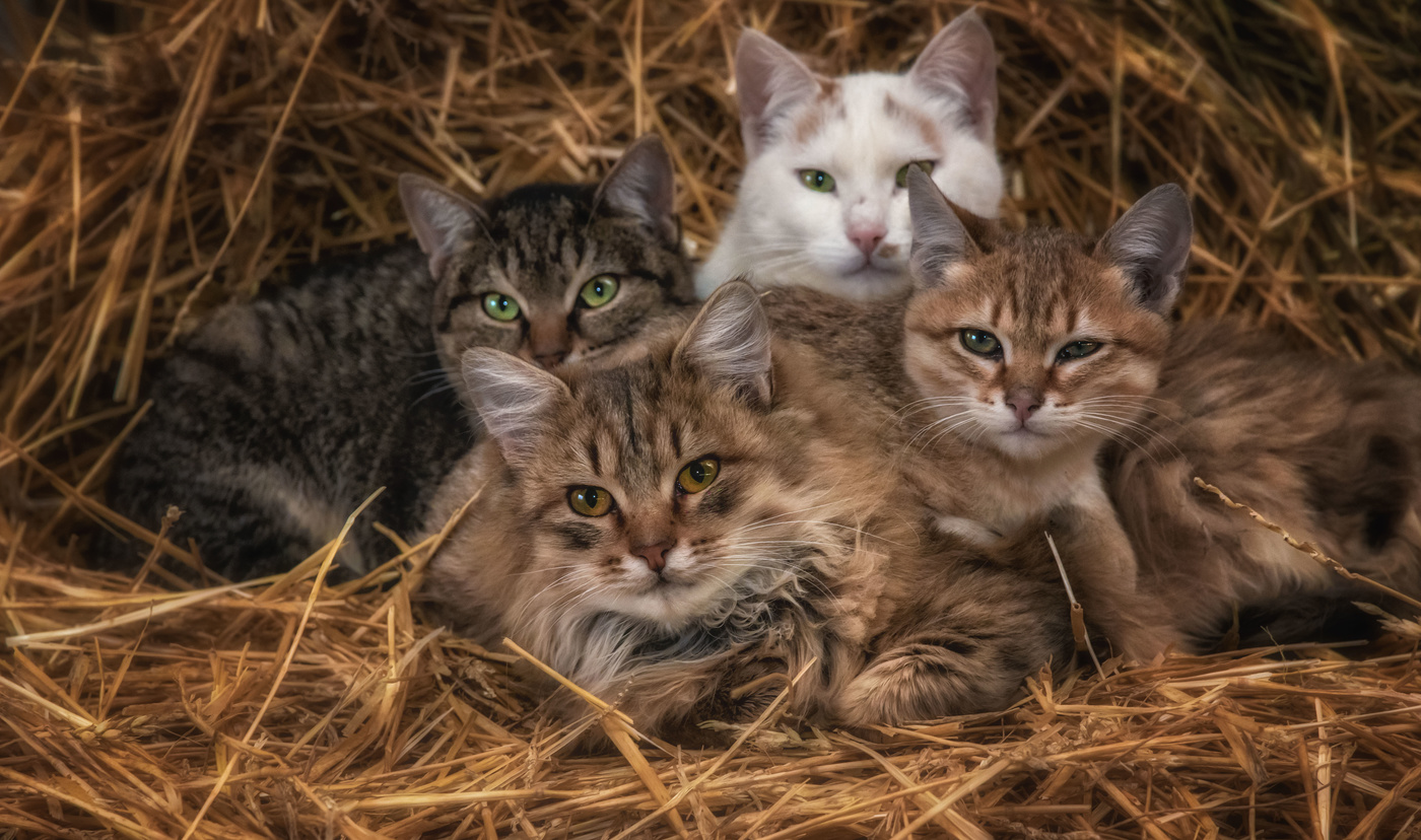 " Нет у нас подушки, нет и одеяла, жмемся мы друг к дружке, чтоб теплее стало"