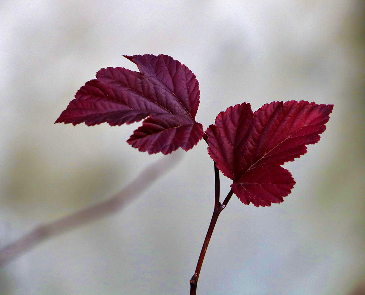 Осенний дуэт