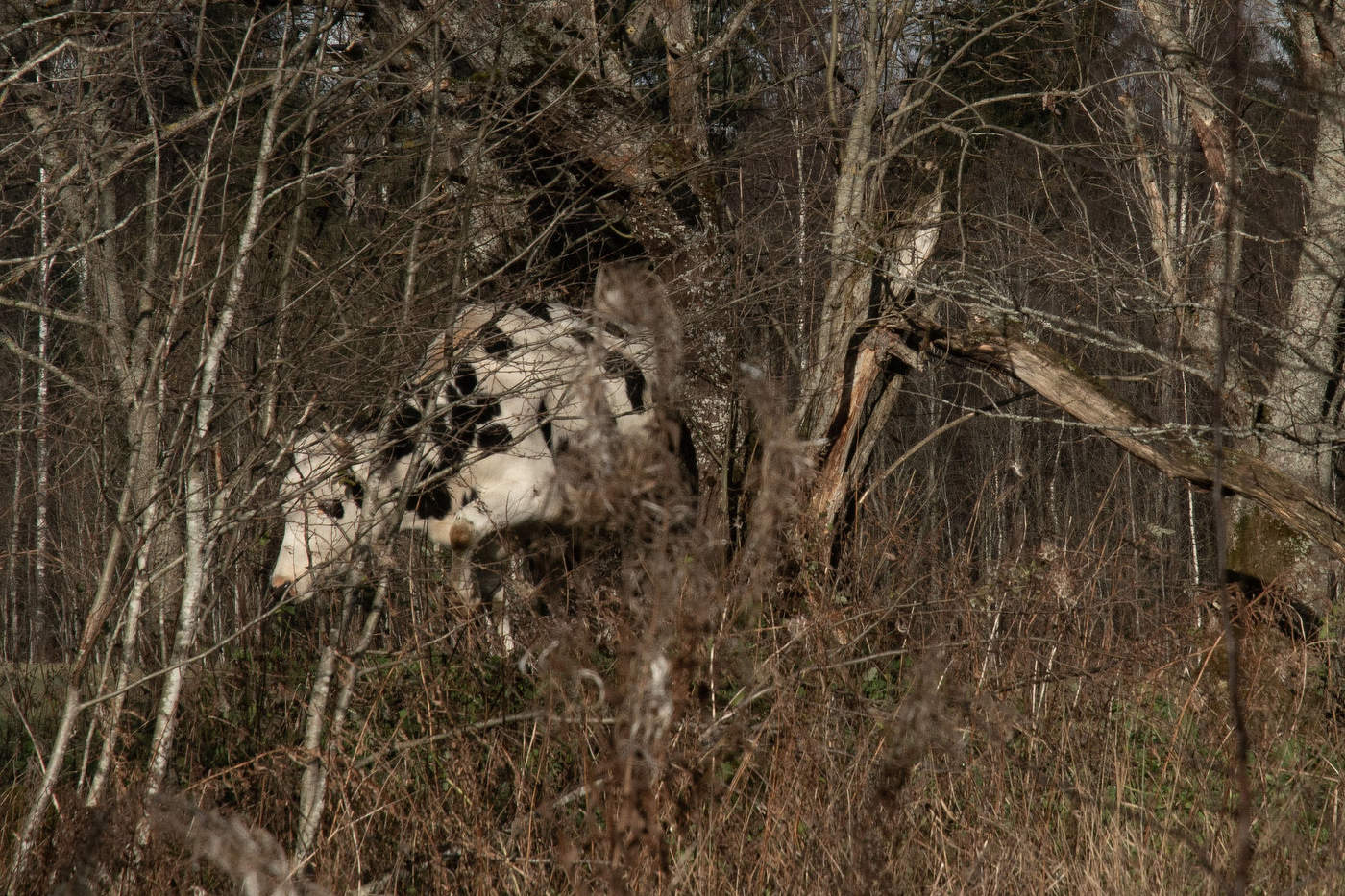 Жизнь вокруг