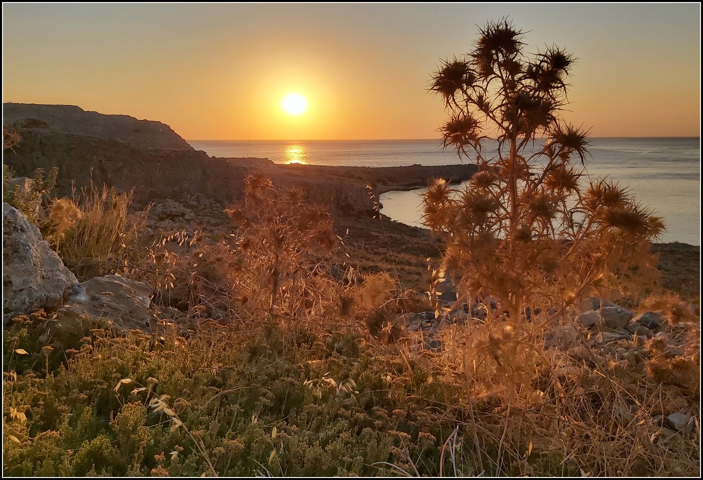 Колючки умирают стоя, как и деревья...