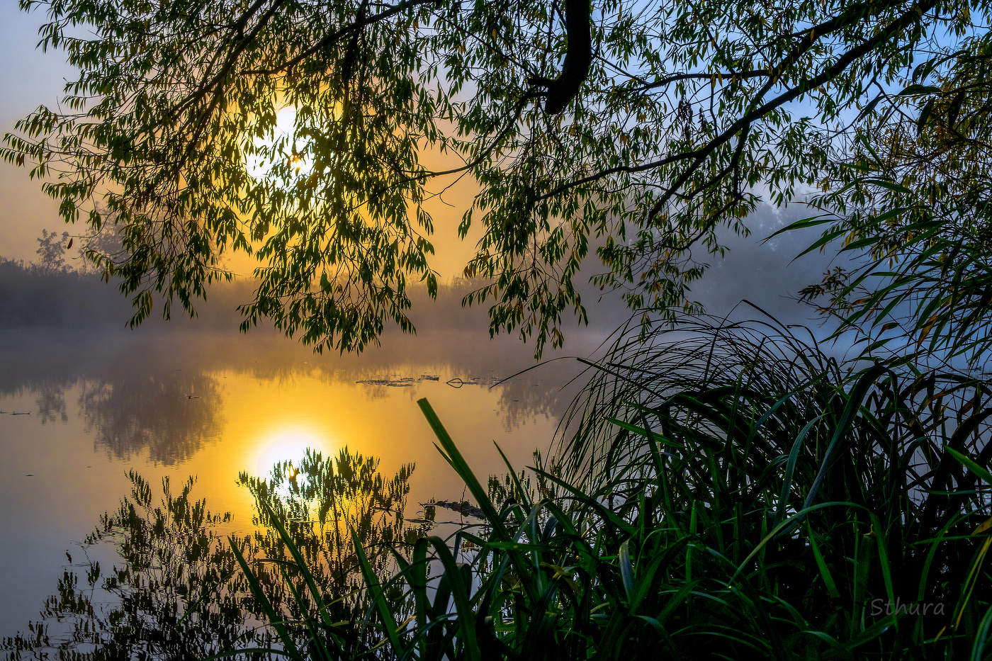 Солнце за ивой.