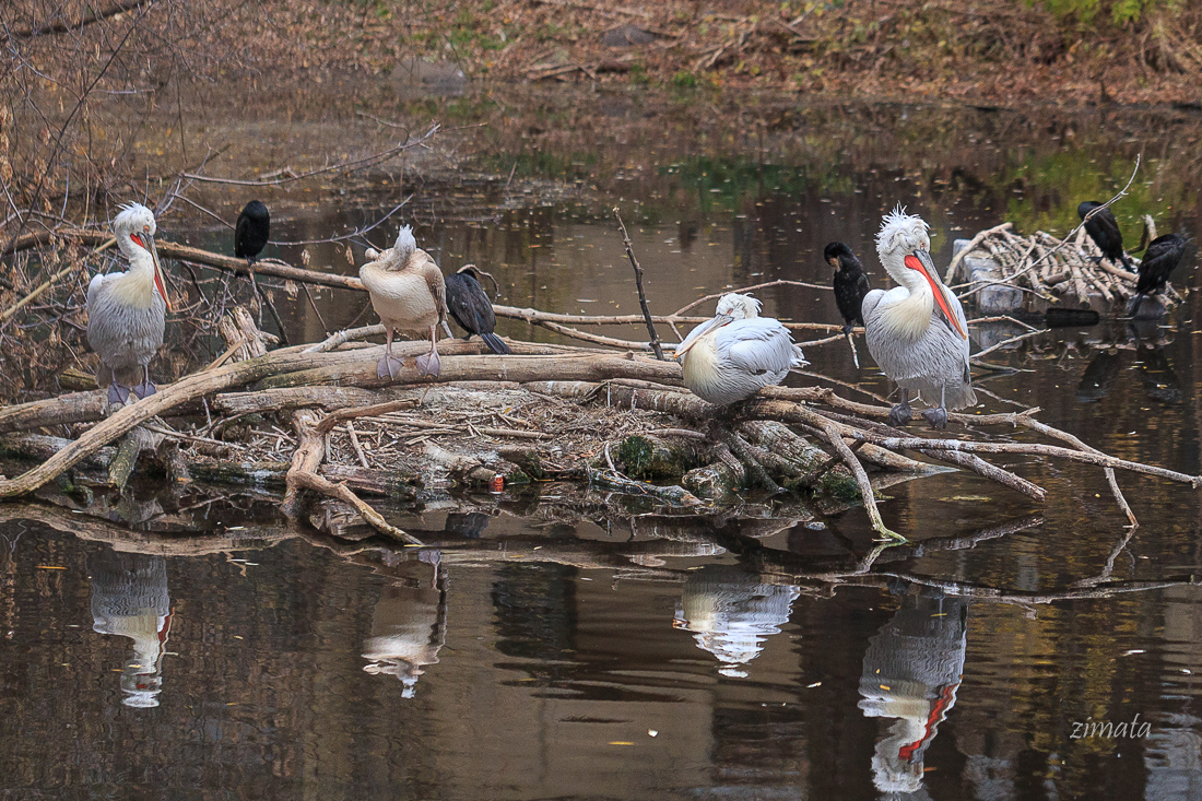 осенняя мокрота