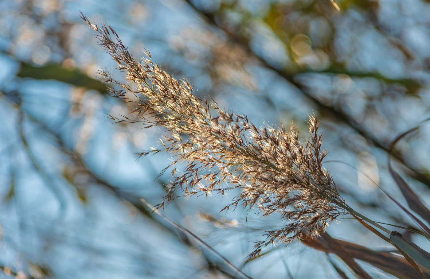 Жар - птица Осень роняет перья...