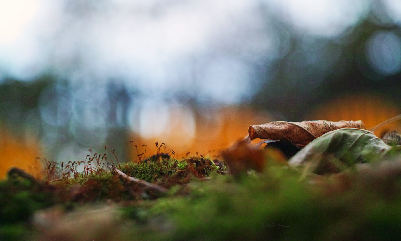 Ассорти осени