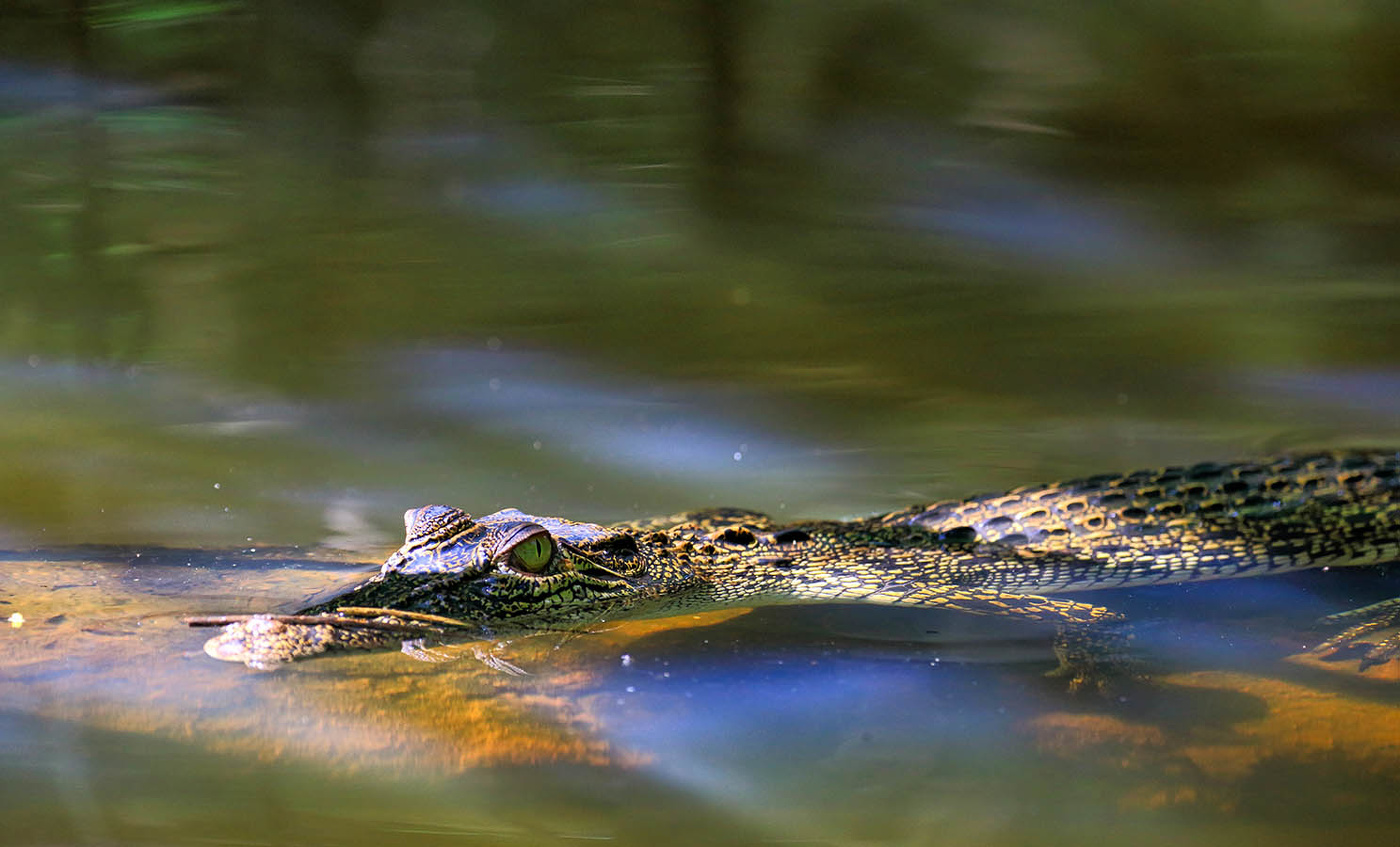 "Эти глаза напротив"