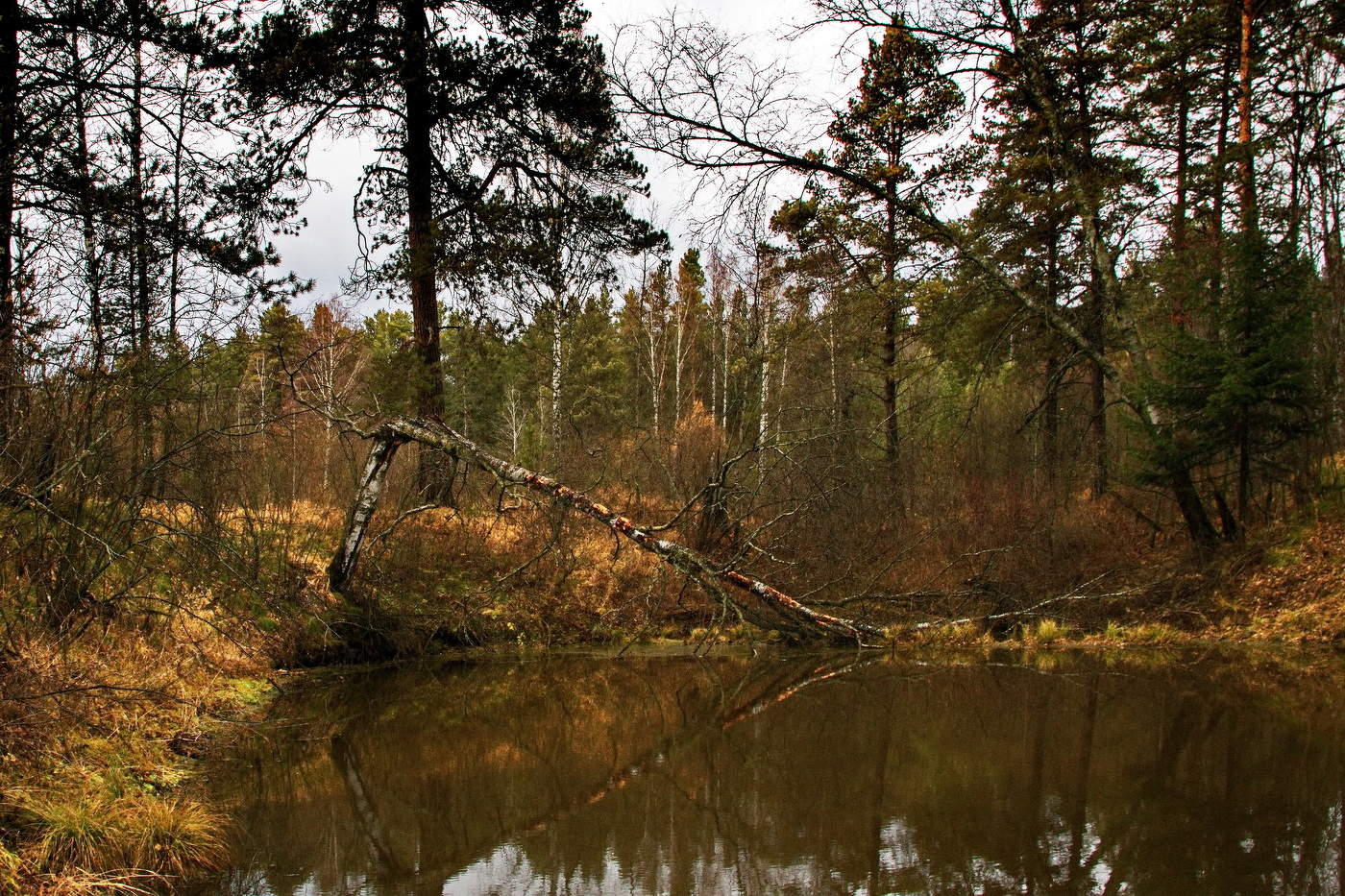 *Лесное озеро.**