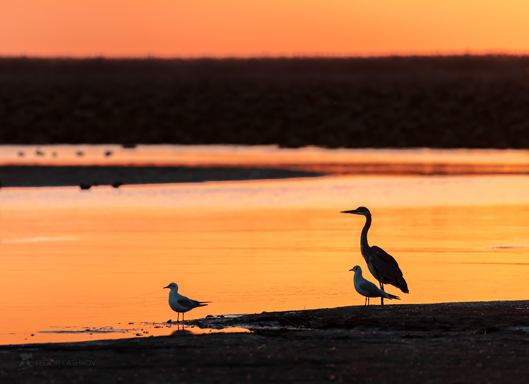 Закат в дельте Волги