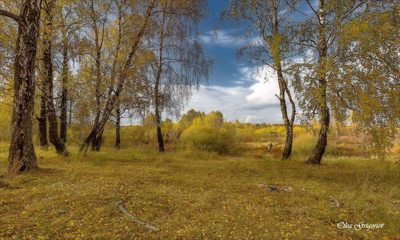 Еще в лесах грибной витает аромат...