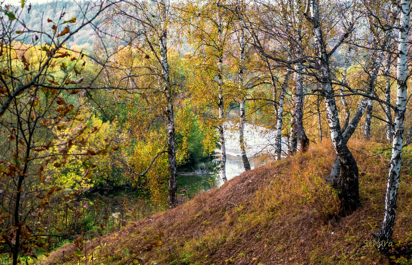 Осенние берёзки.