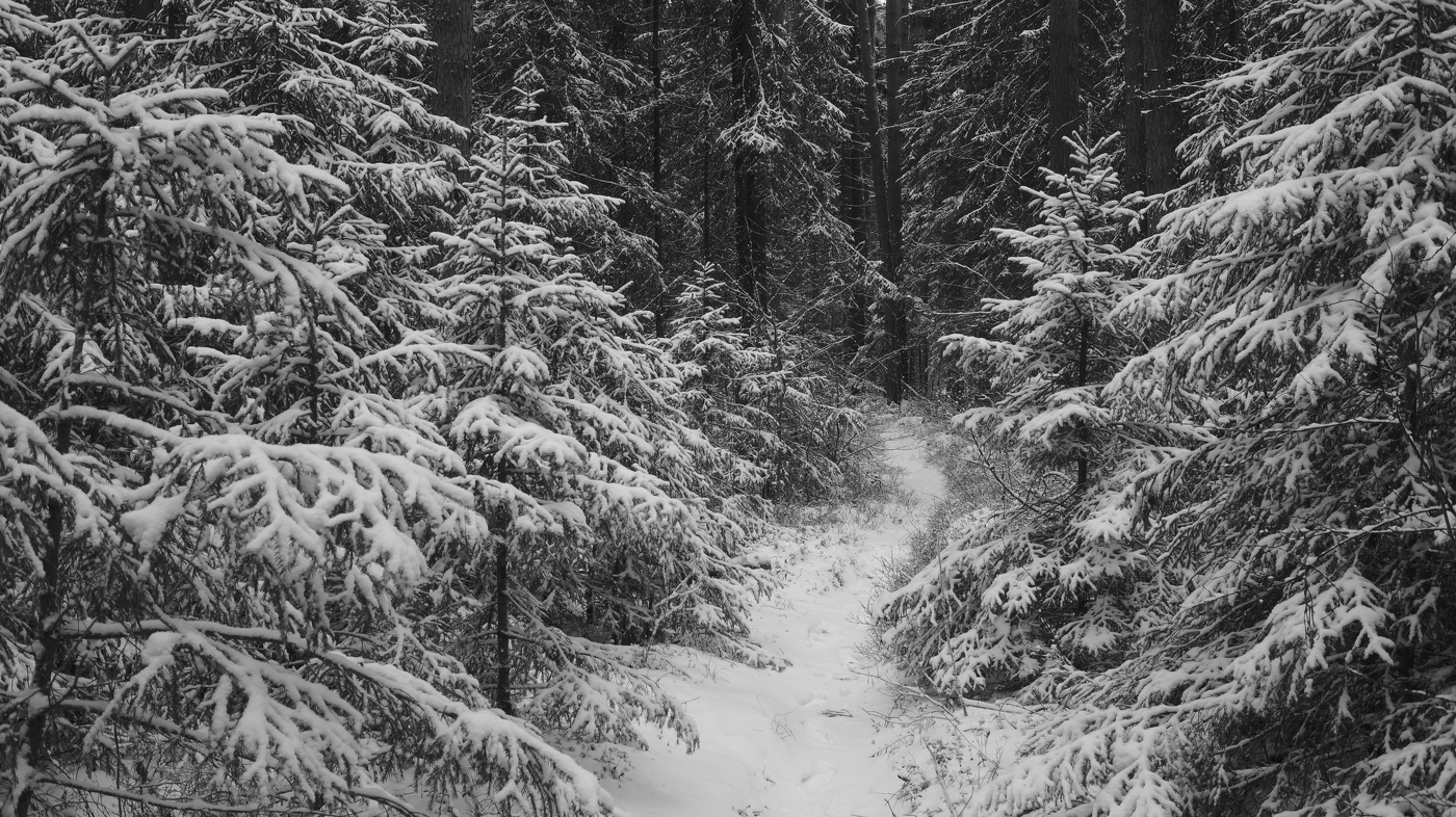 По заснеженным тропкам.