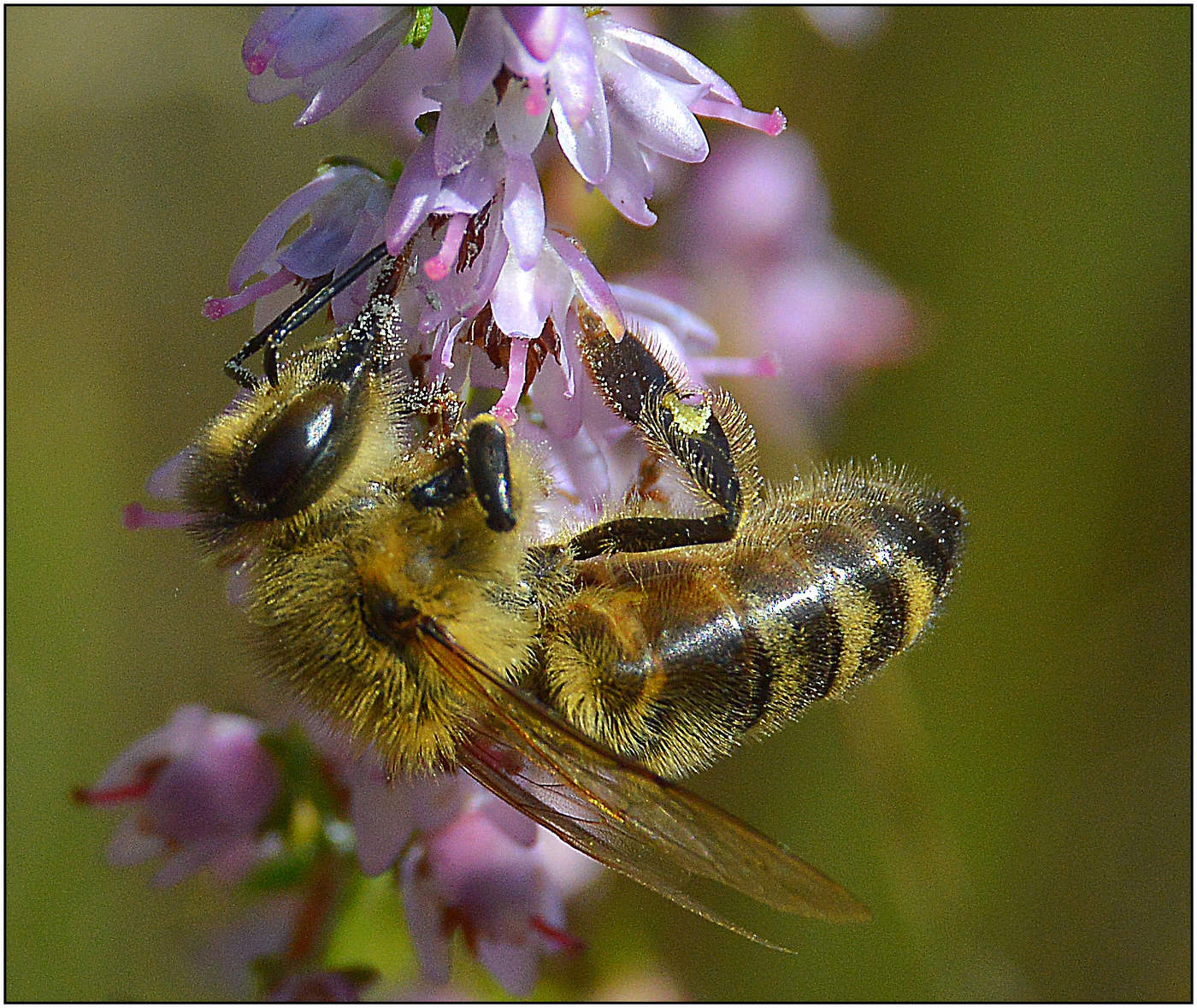 Вересковый мед.