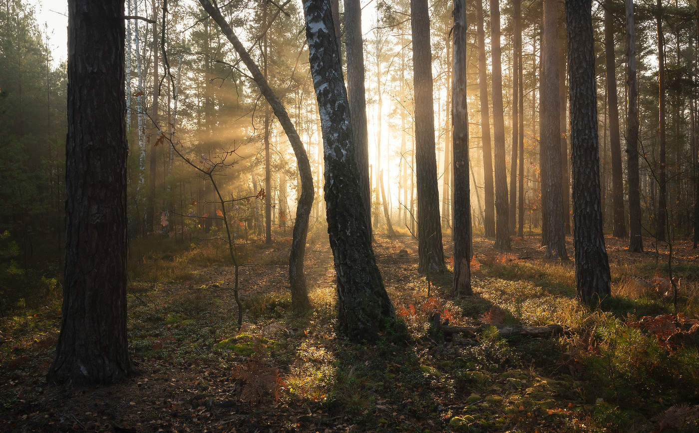 Утренний лес октября