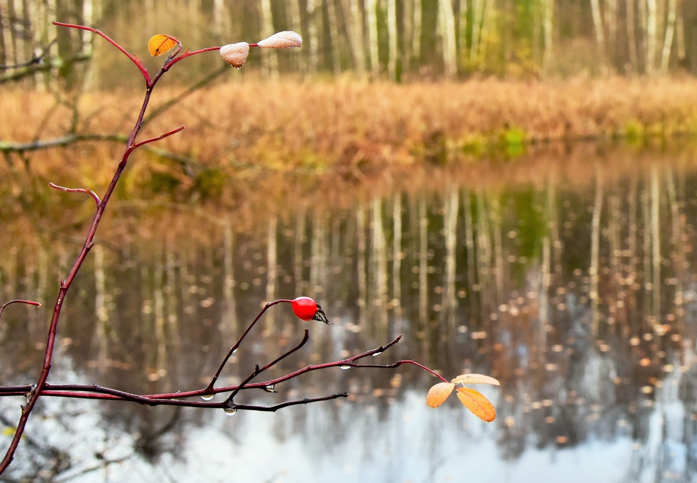 "Я чувствую запах дождя ..."