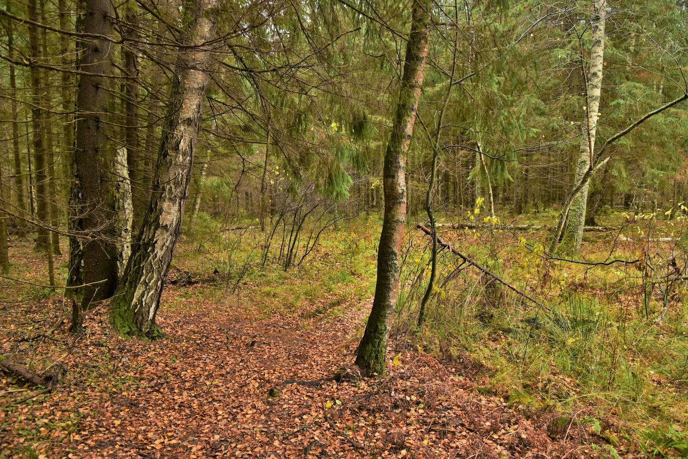 "Кроет уж лист золотой влажную землю в лесу..."