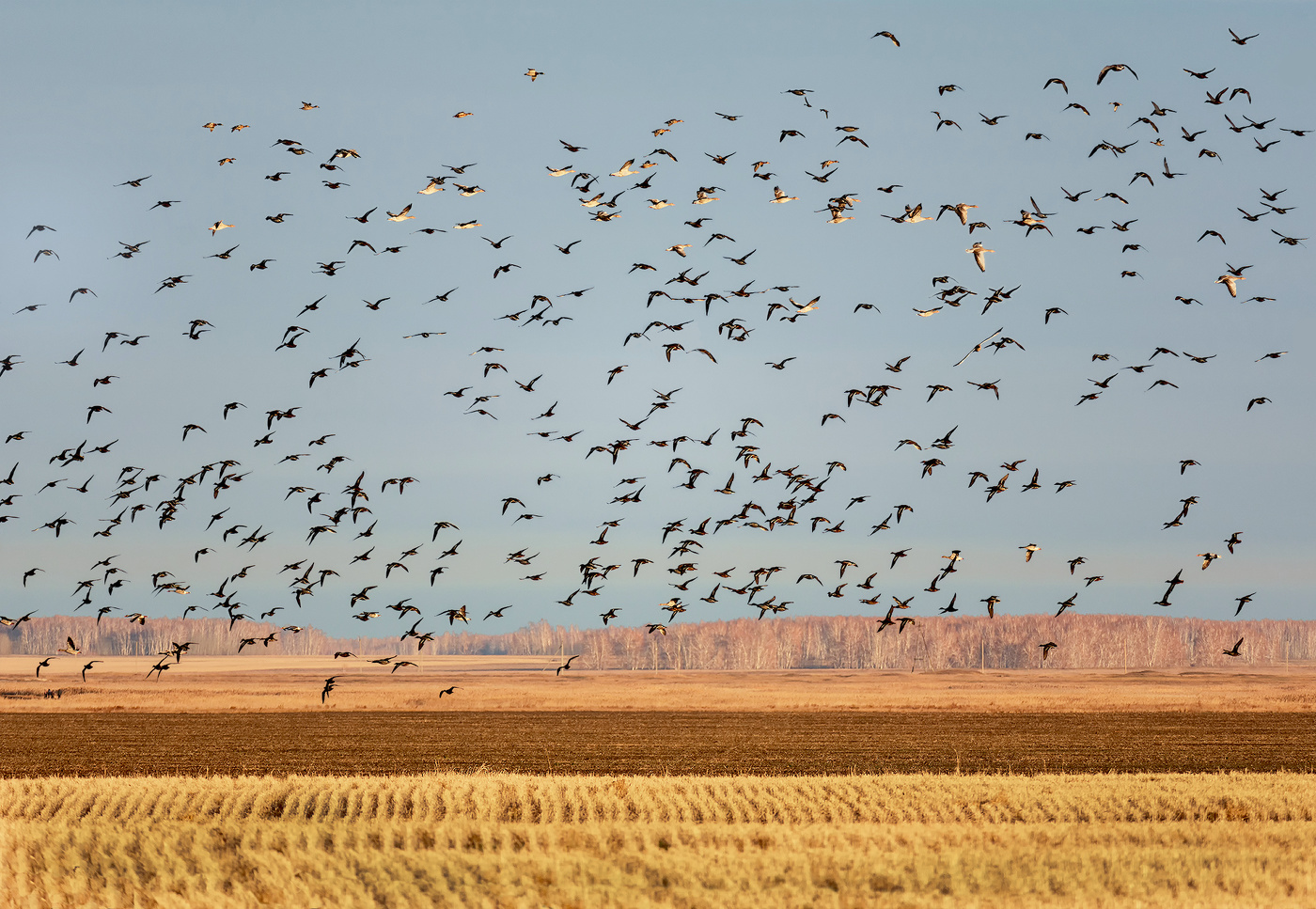 стая в воздухе