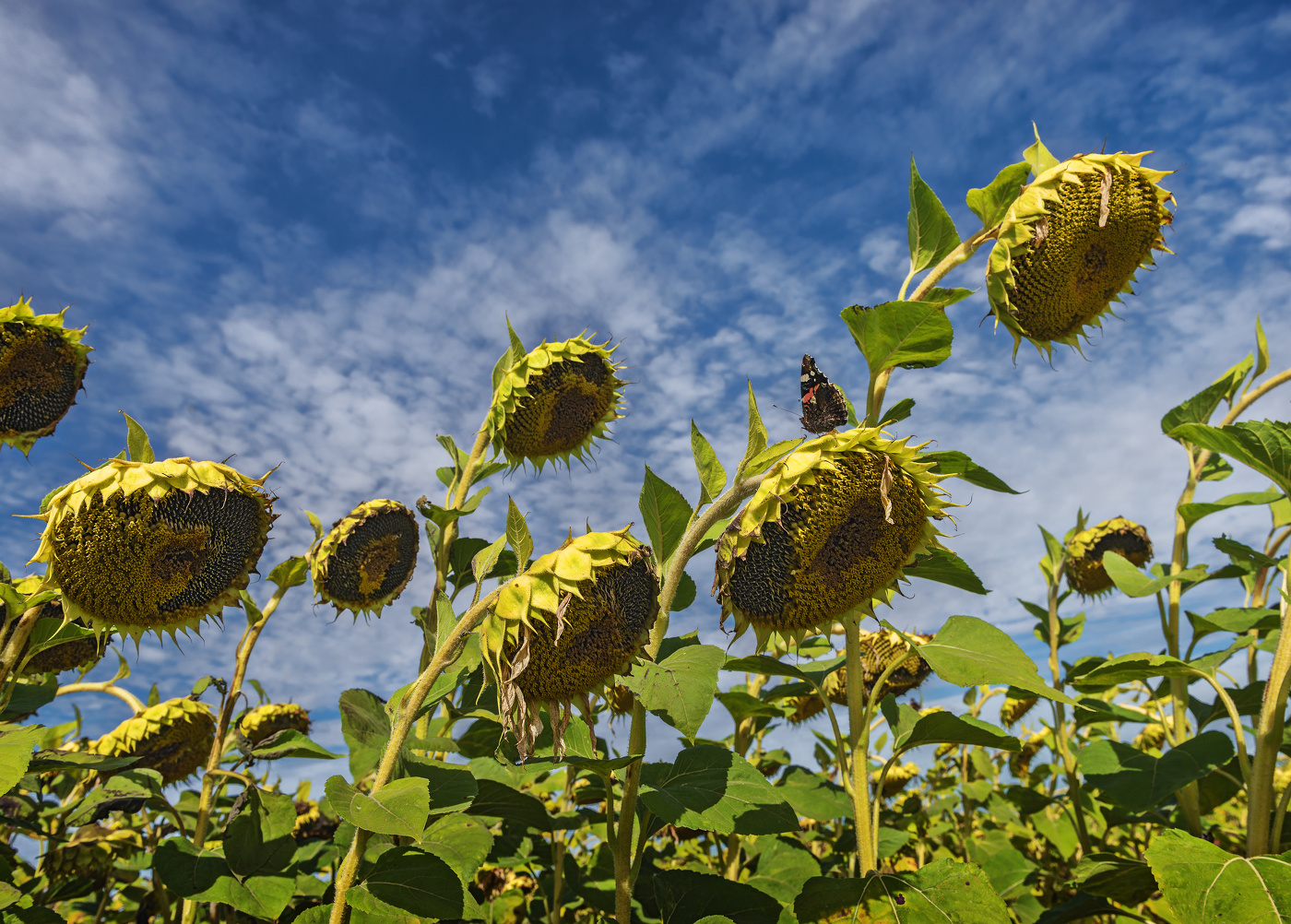 Прощание с летом