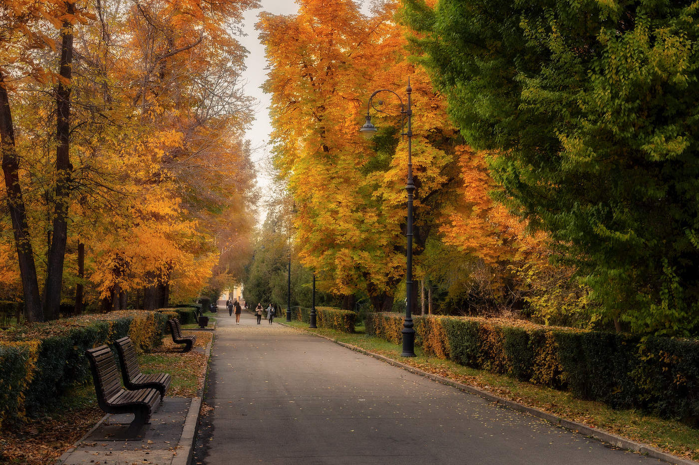 Аллея в парке городском.