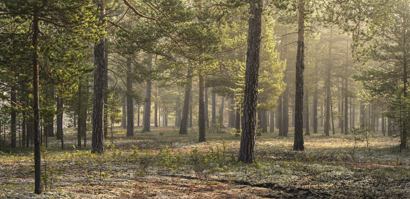 а у тумана добрый нрав...