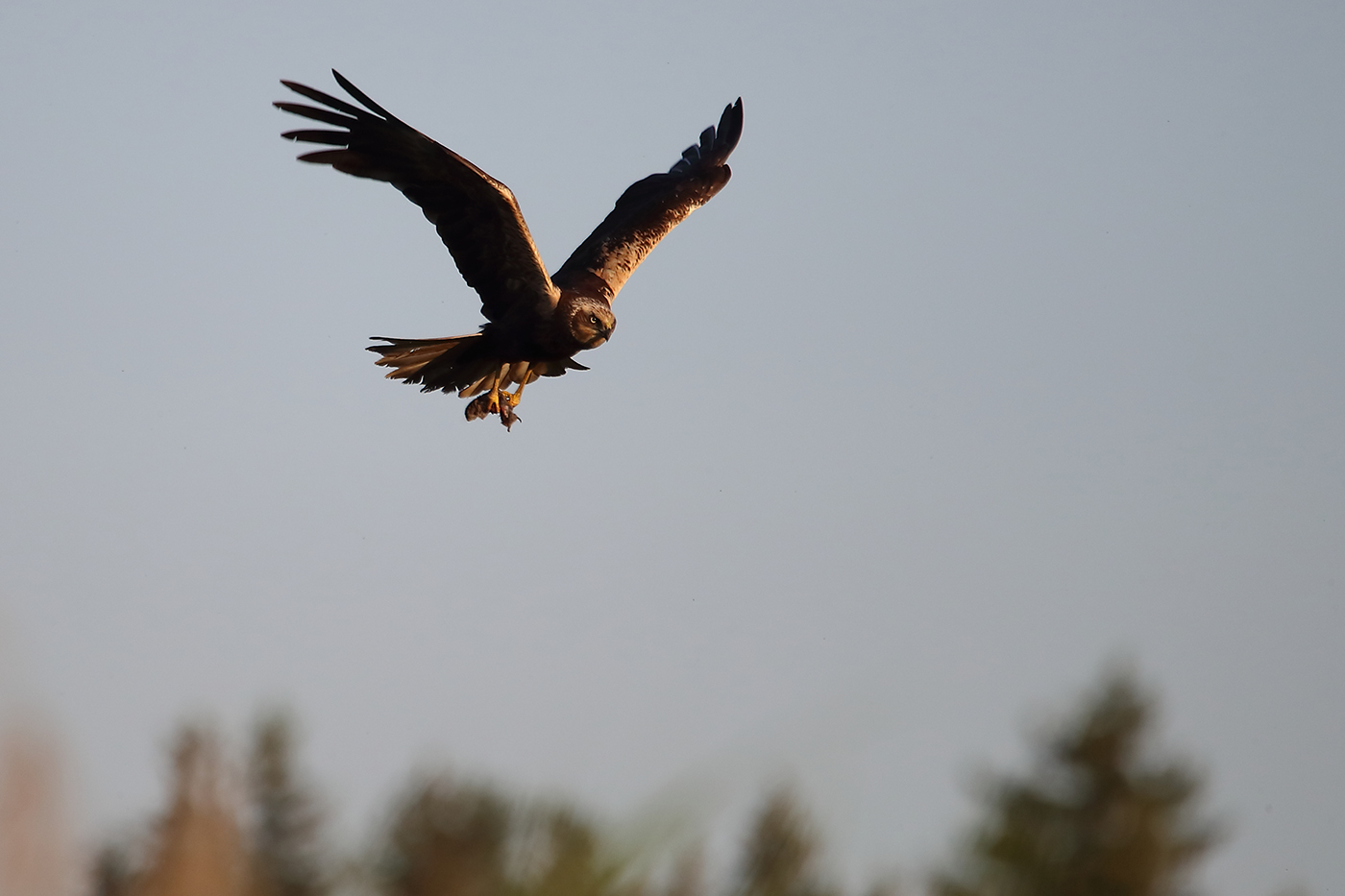 лунь показывает мышке, где растёт камыш