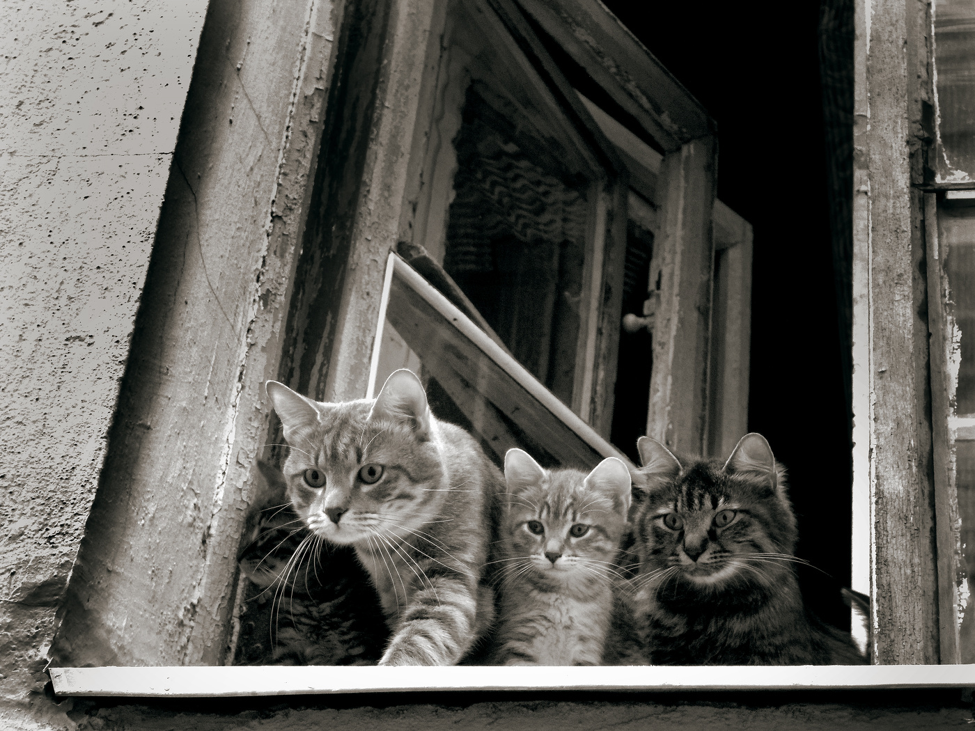 Семейство кошачьих