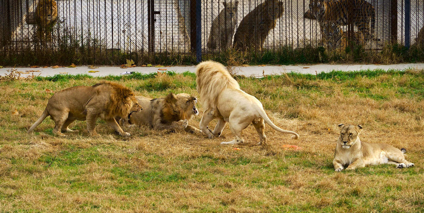 Разборки высшего уровня