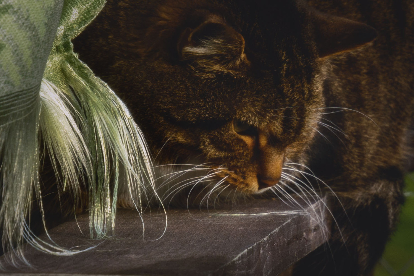 Жизнь вокруг