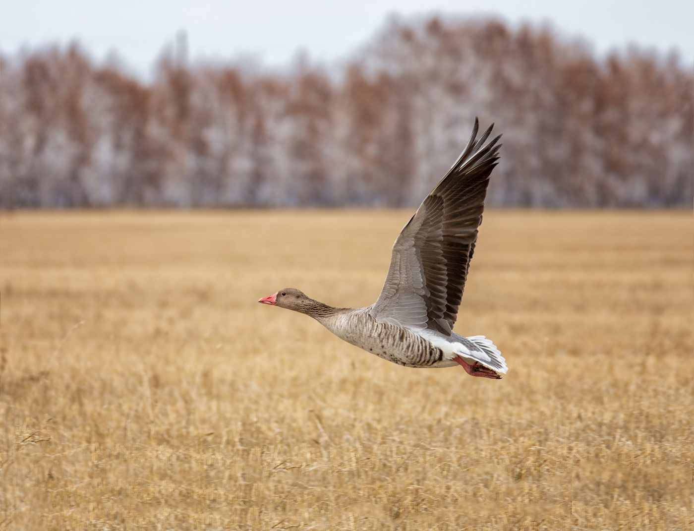 Серый гусь..