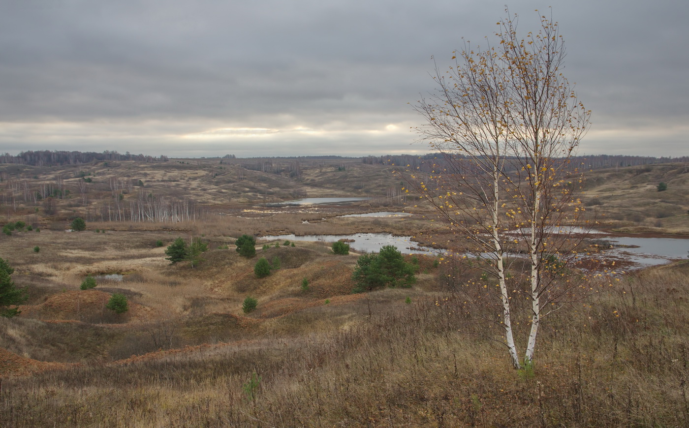Одинокая береза