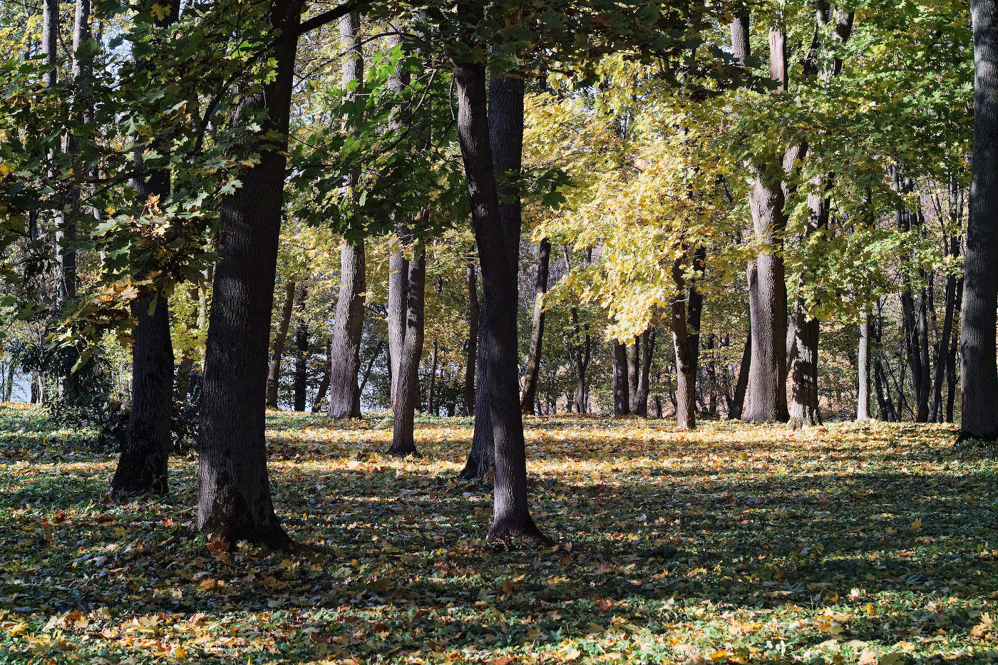 В вечернем парке золотой осенью