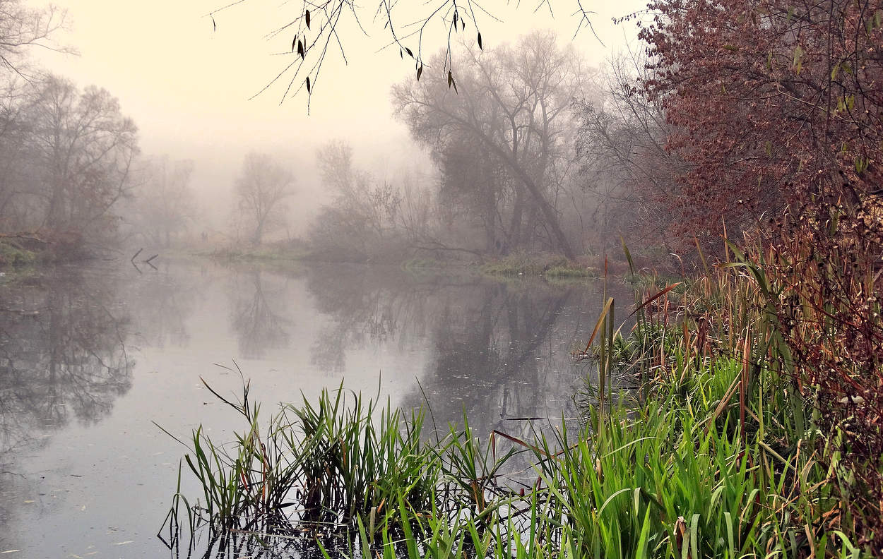 Силуэты деревьев в тумане