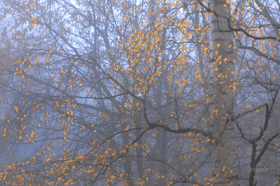 утренний туман