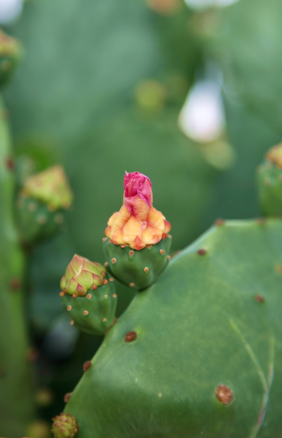 Мексиканские мотивы