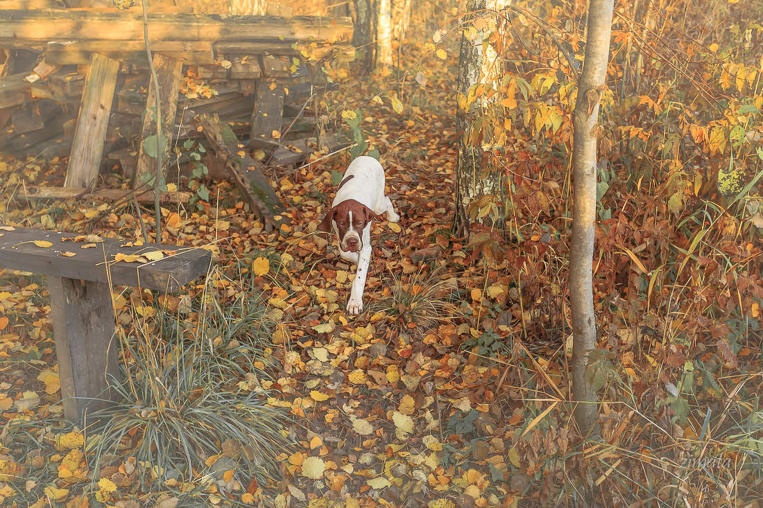 цветовой акцент