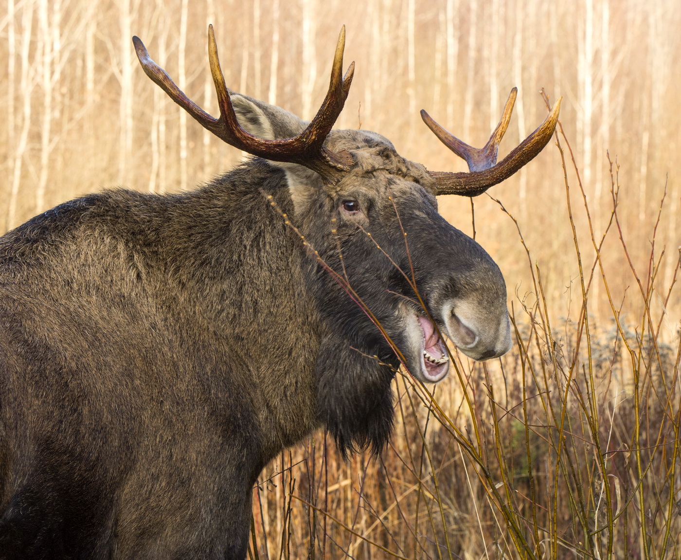 Молодой сохатый.