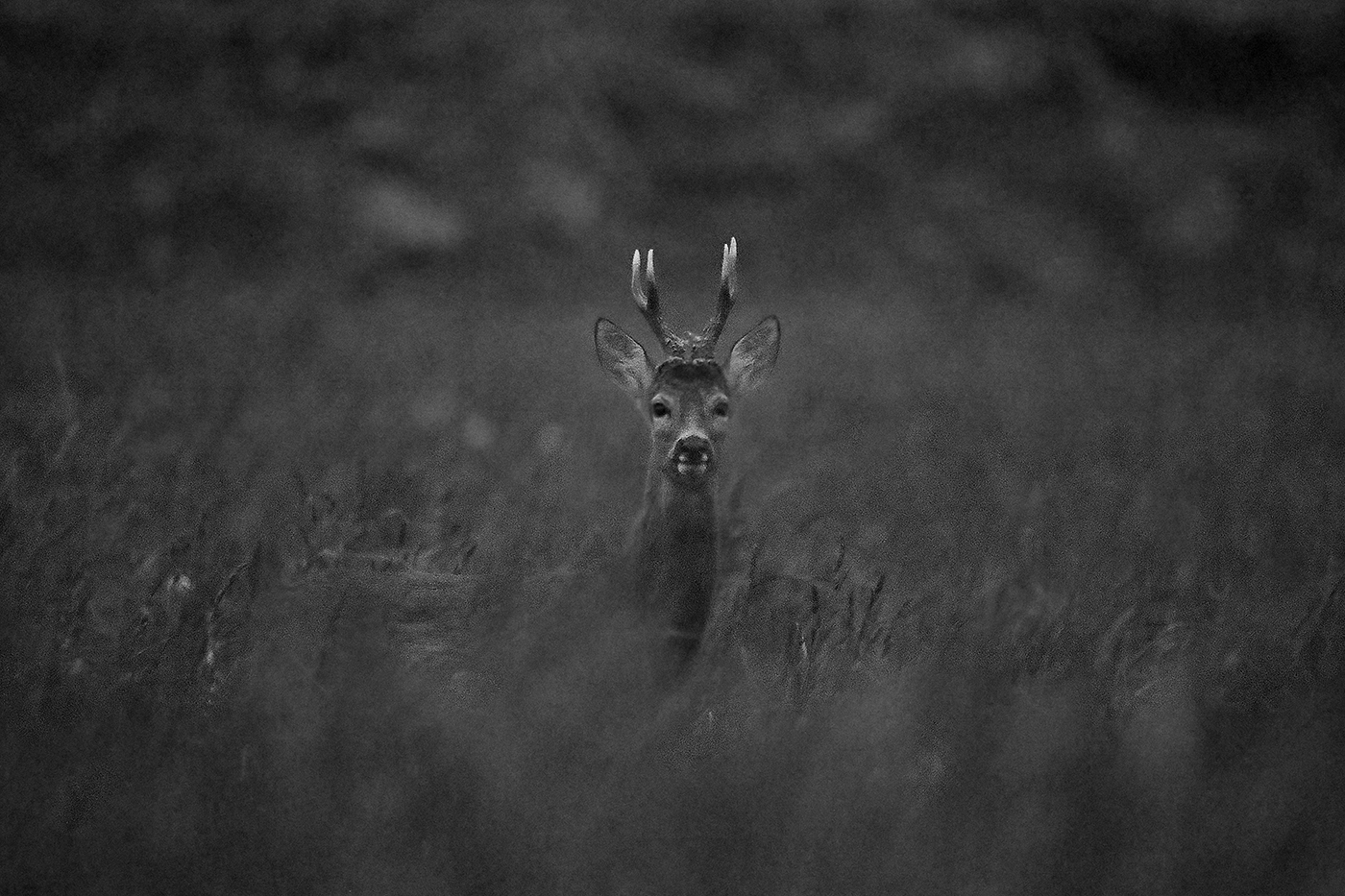 встреча в поле
