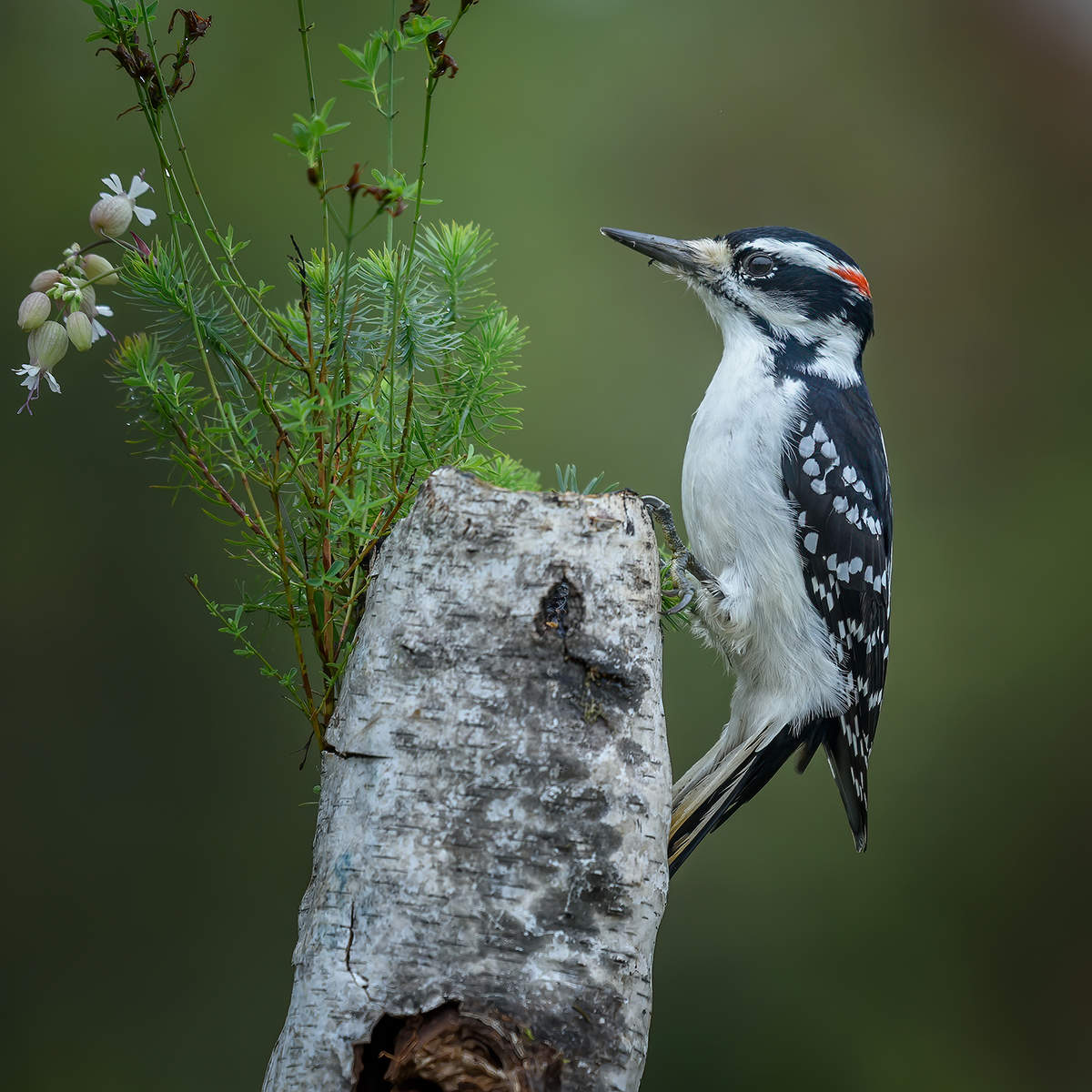 Hairy Woodpecker (male)