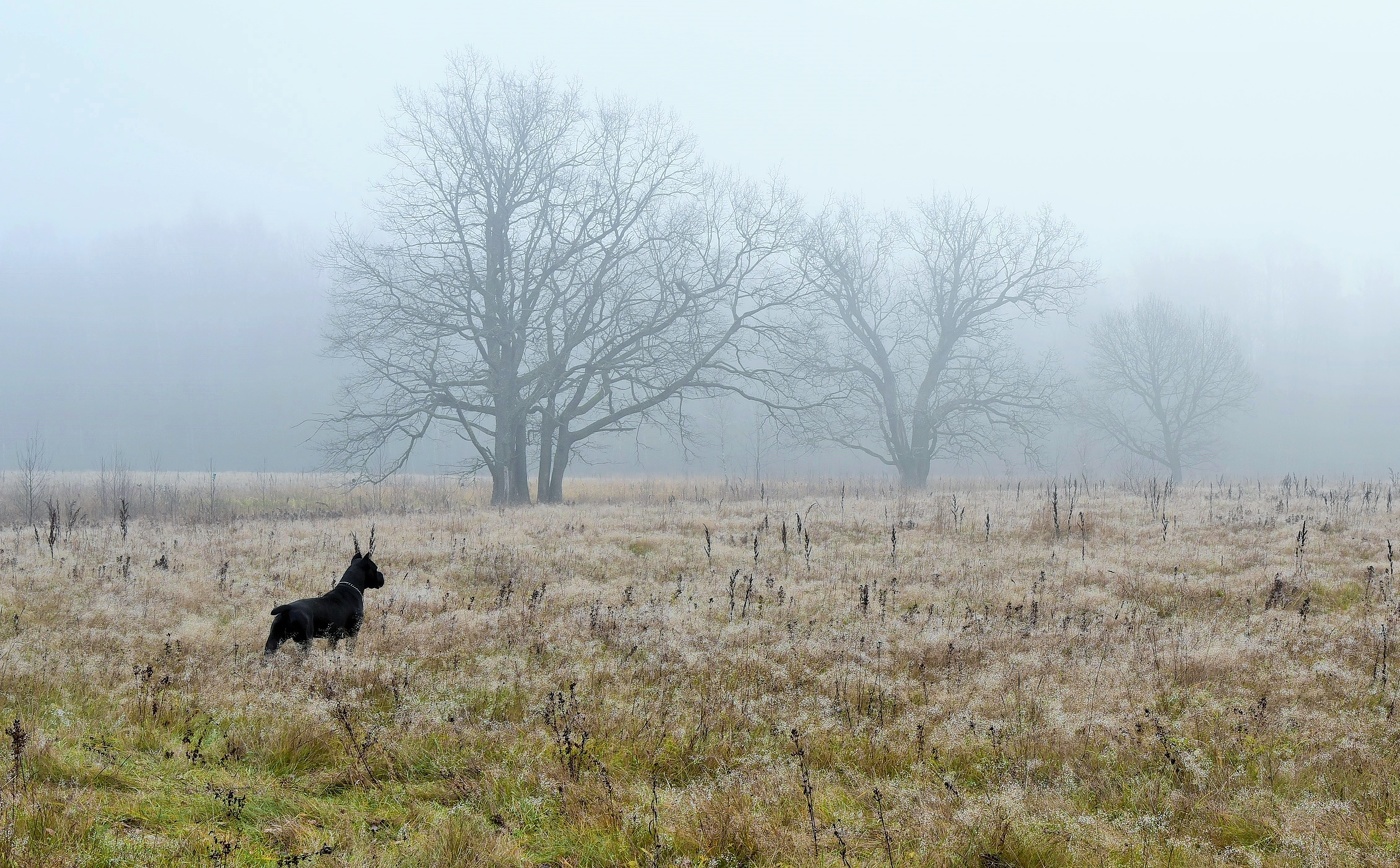"Люблю осенние туманы, в них грусти легкая печаль..."