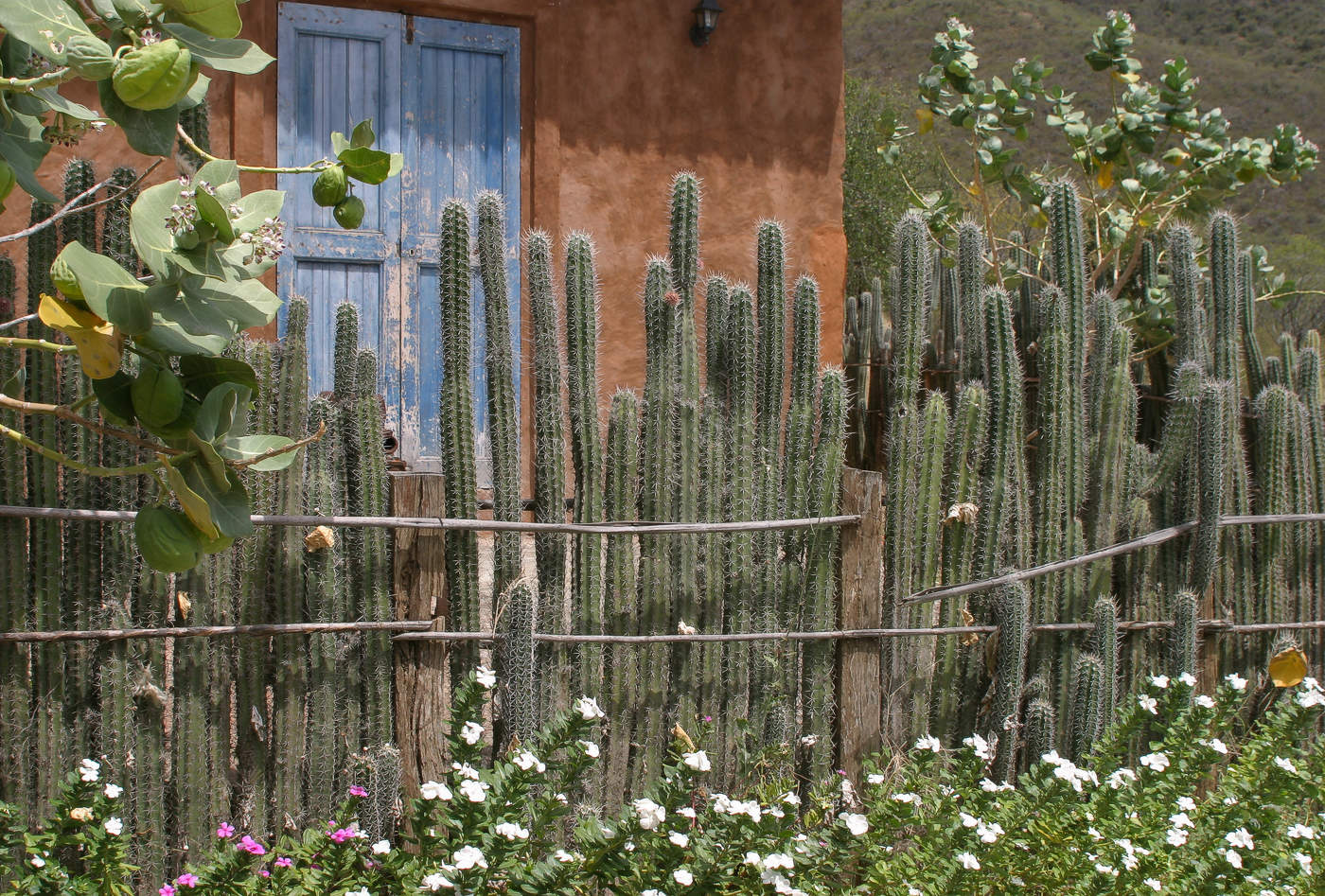 Изгородь мизантропа