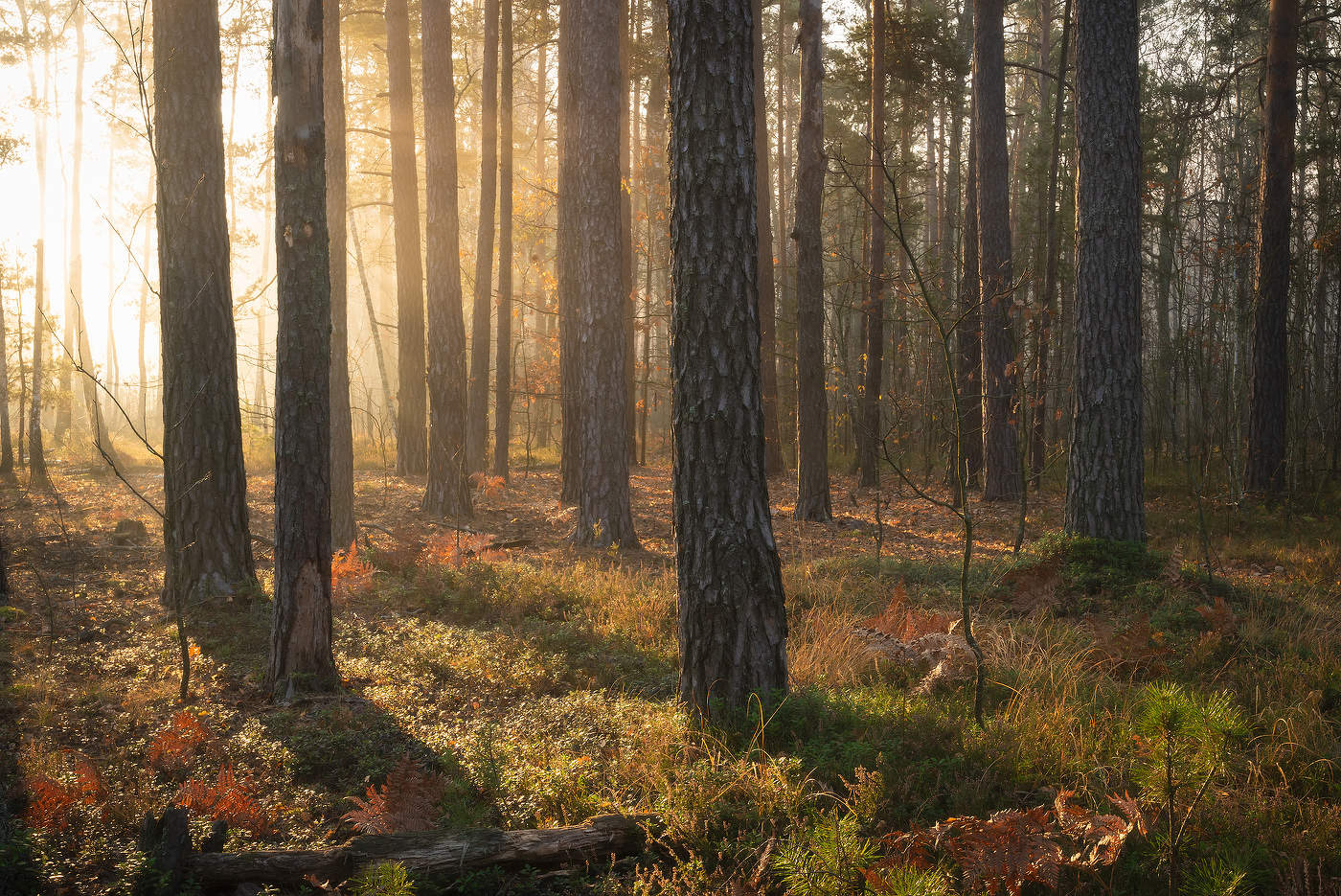 Утренний свет