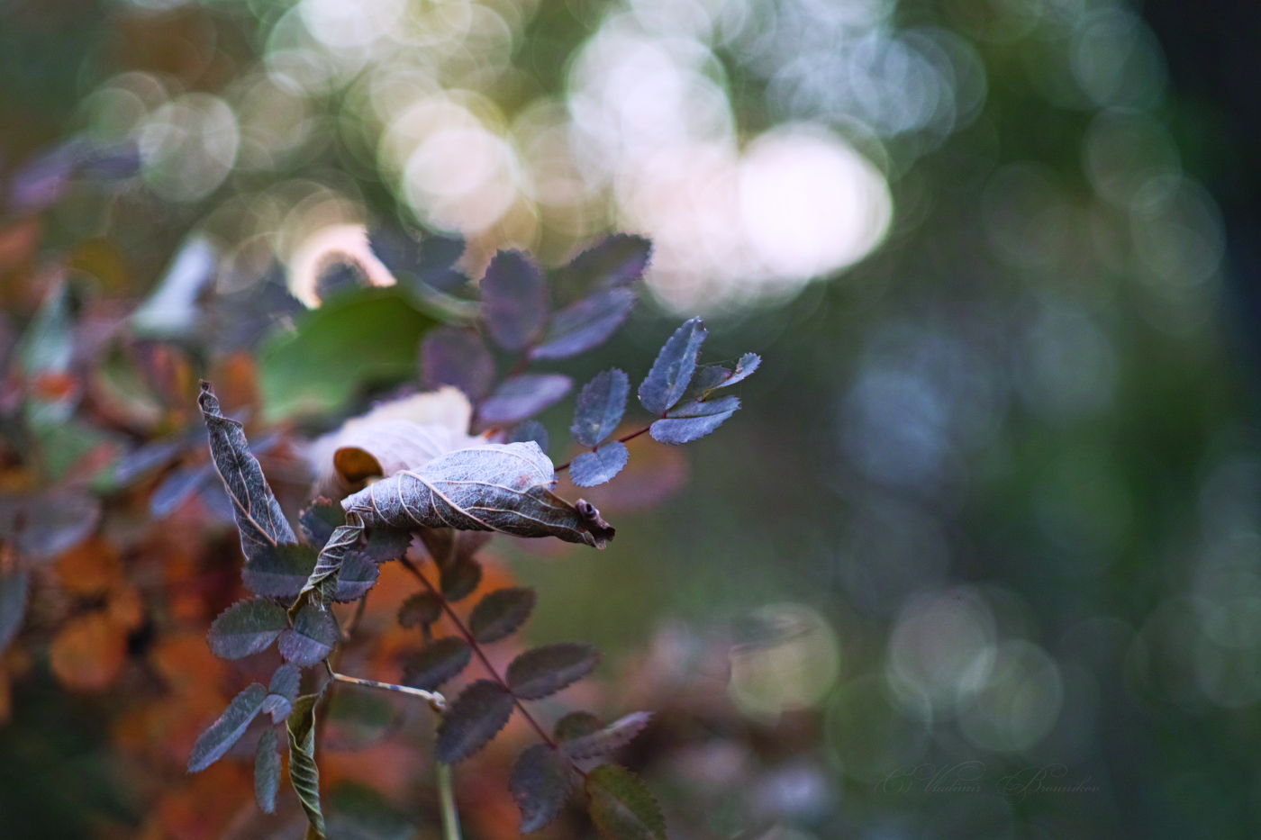 Осень, природы увядание...