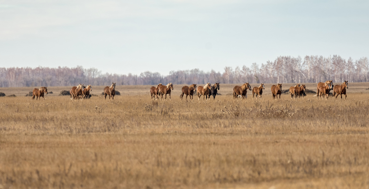 Осень в степи..