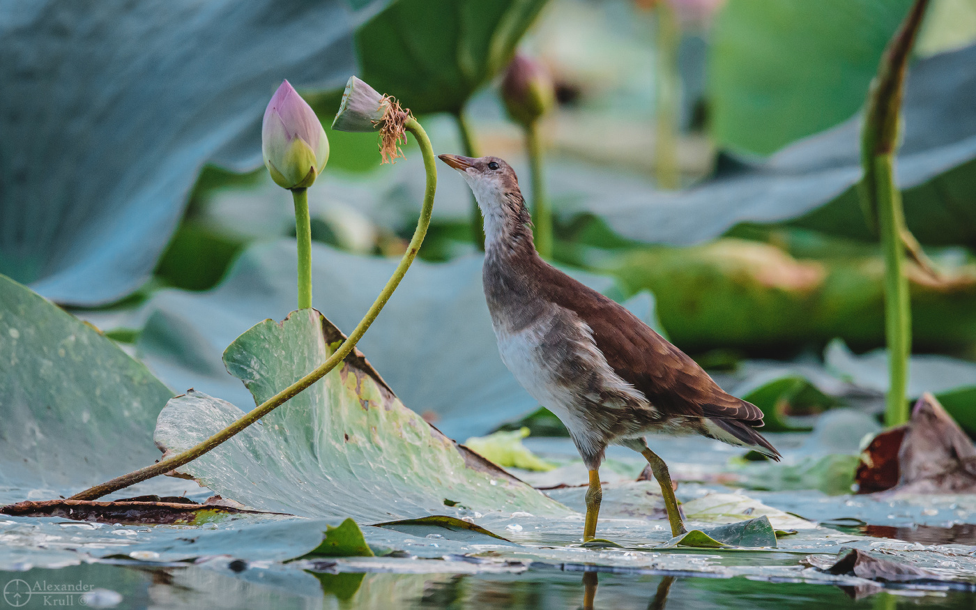 Любопытство