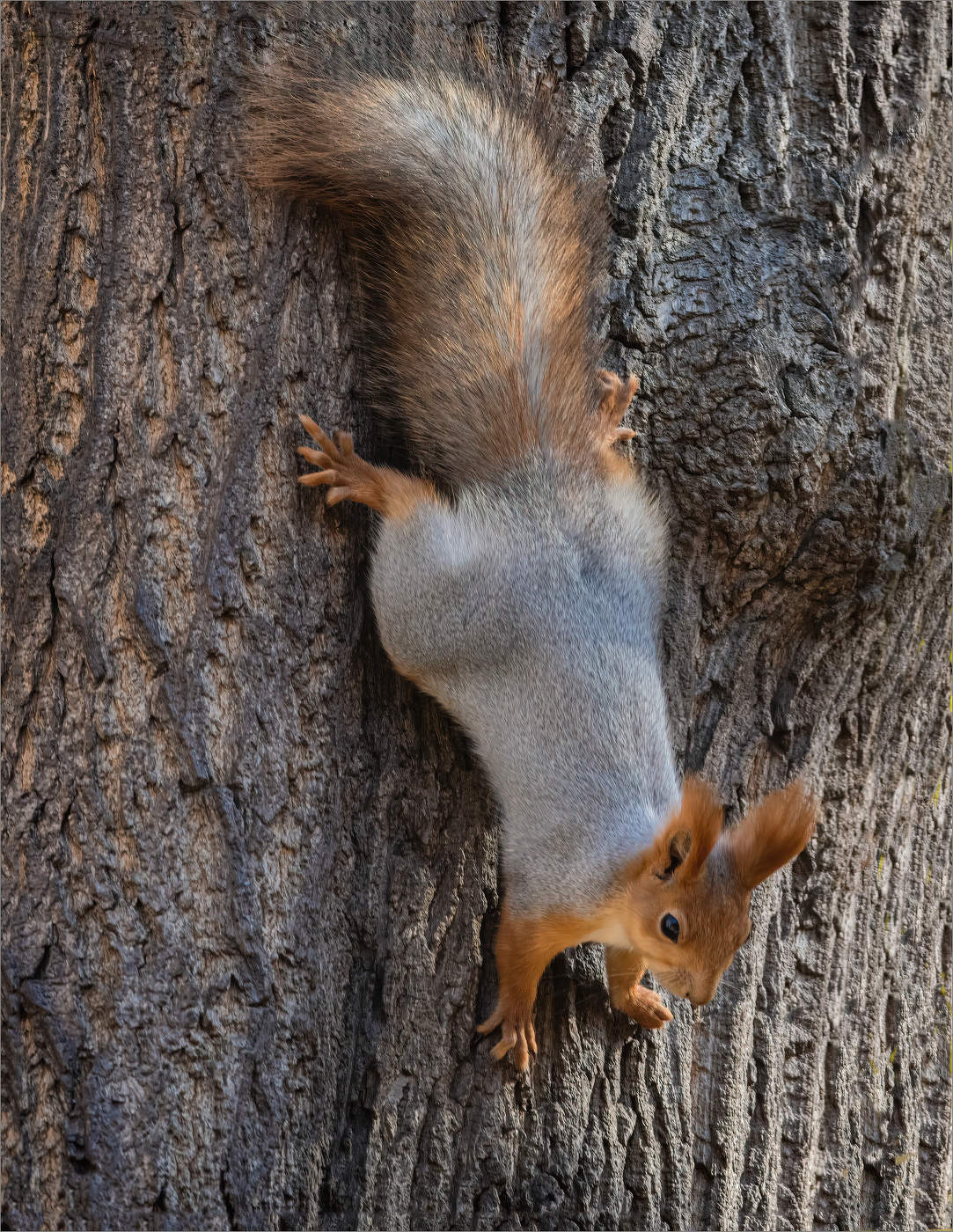 Кто над нами вверх ногами