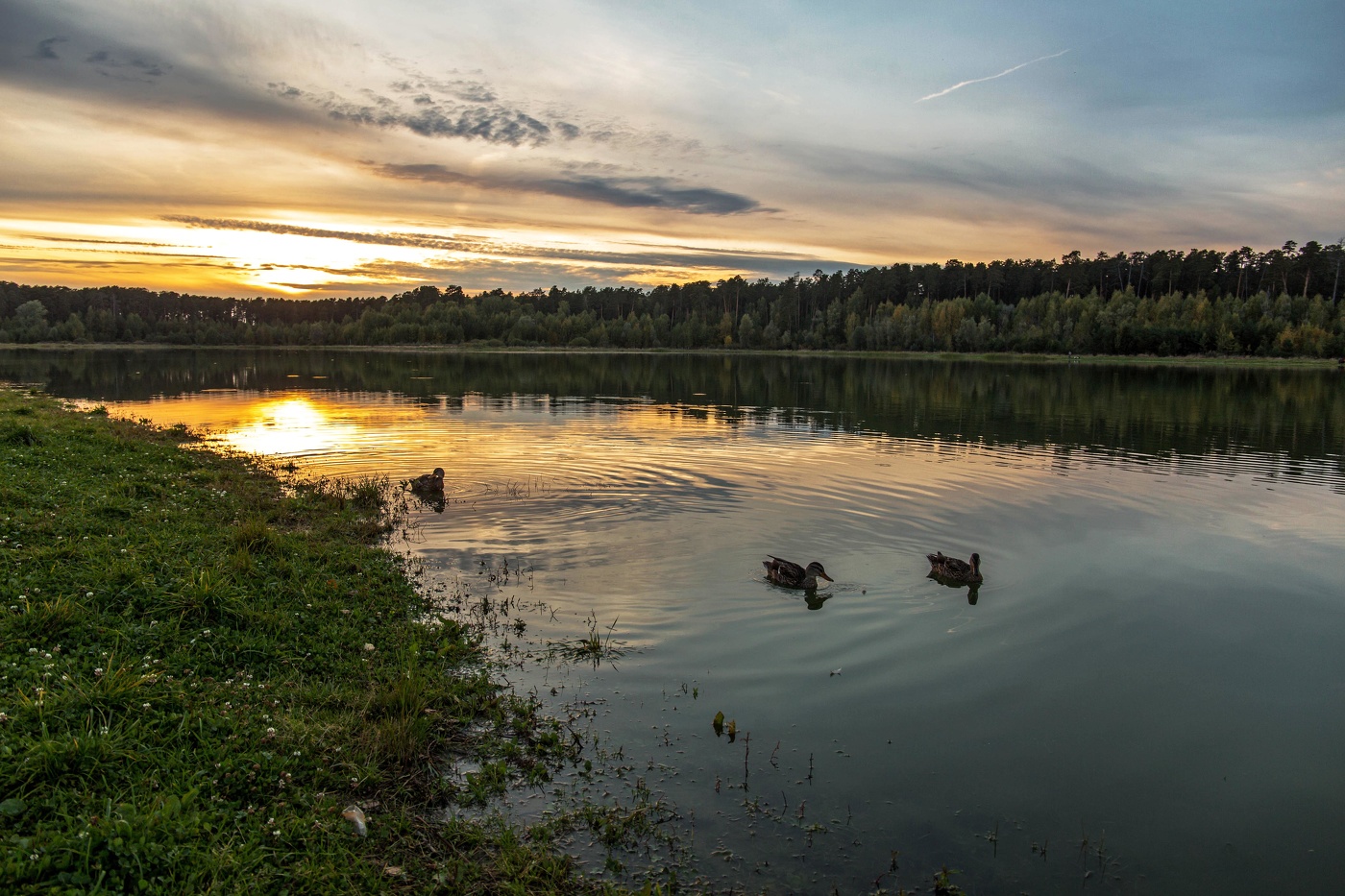 Утки на Лебяжьем