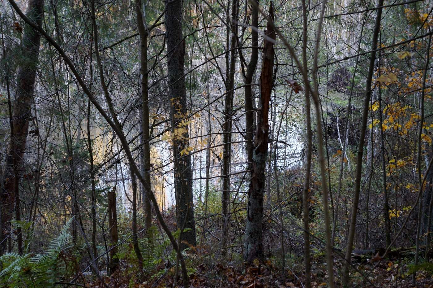 Из серии Лесные гобелены