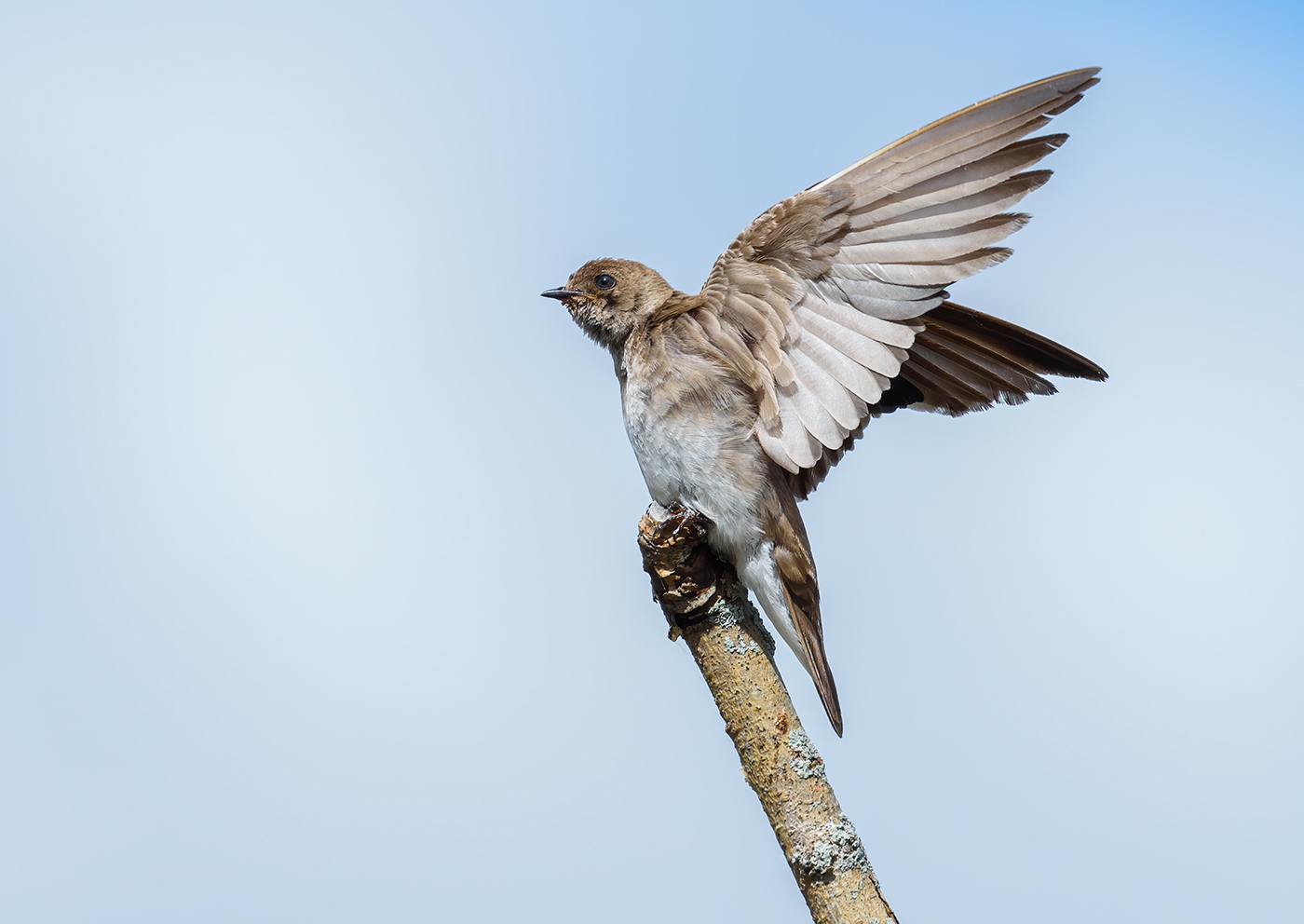 Northern Rough-winged Swallow